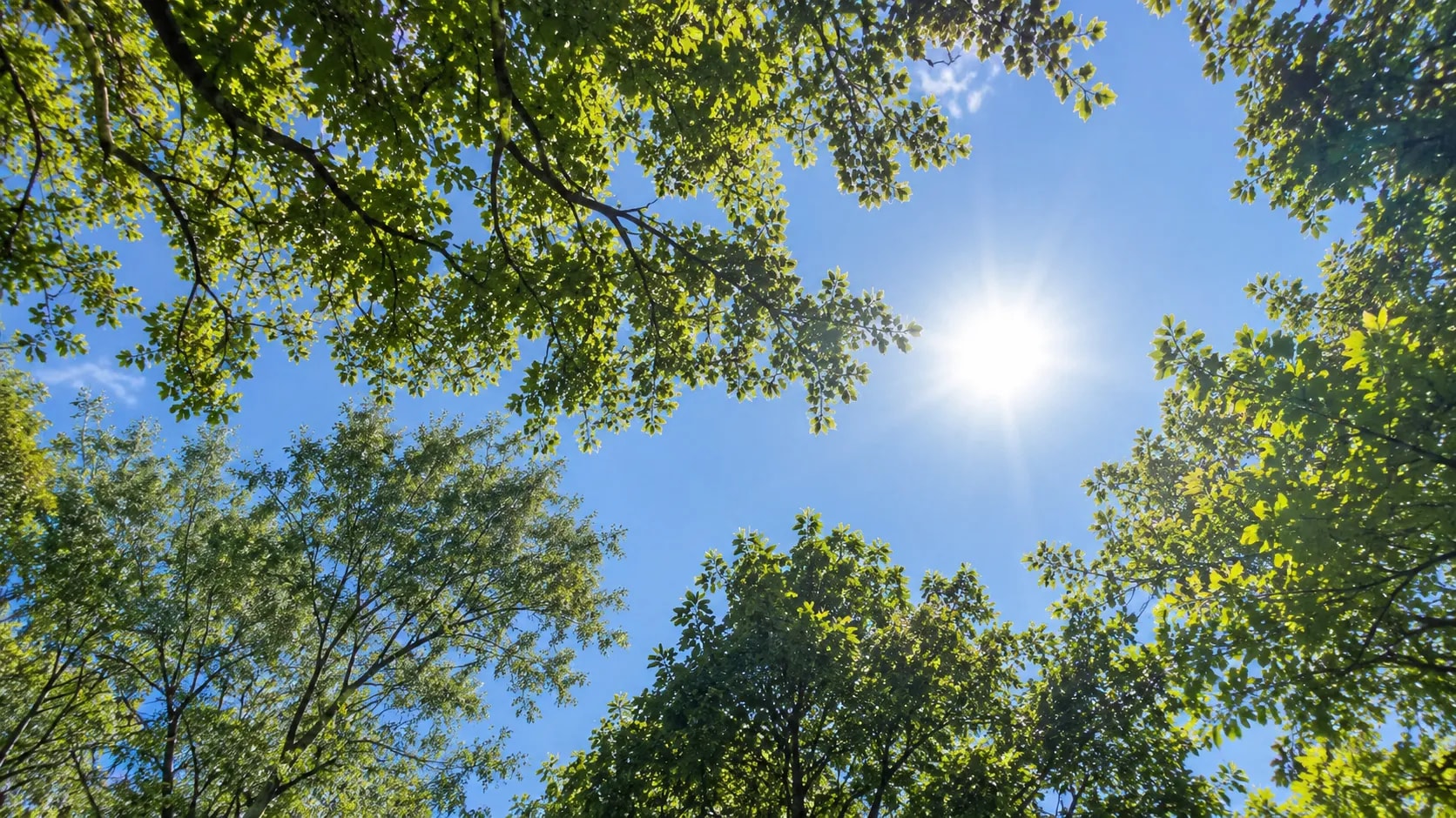 Árboles del club con el sol filtrándose entre las hojas